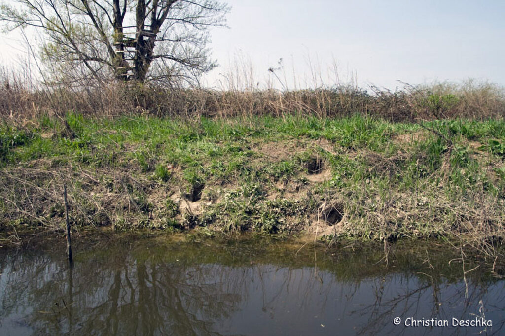 025_Tierspuren-Fotoquiz
