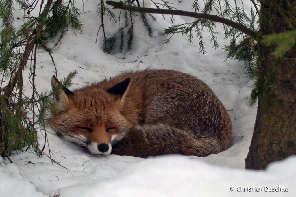 026_Tierspuren-im-Schnee.jpg 026_Tierspuren-im-Schnee
