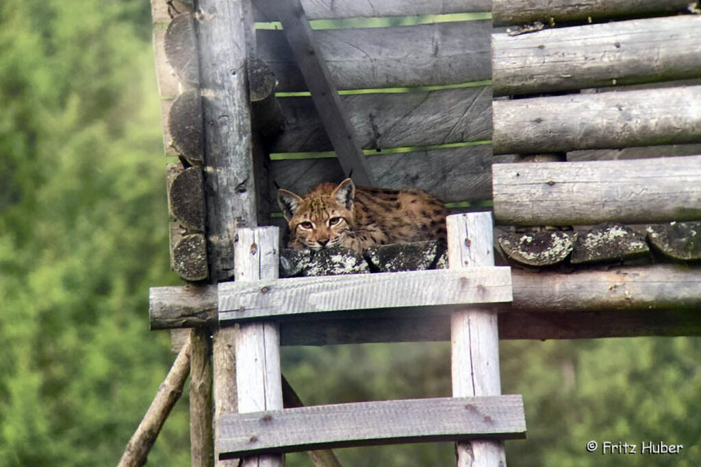 027_Luchs.jpg 027_Luchs
