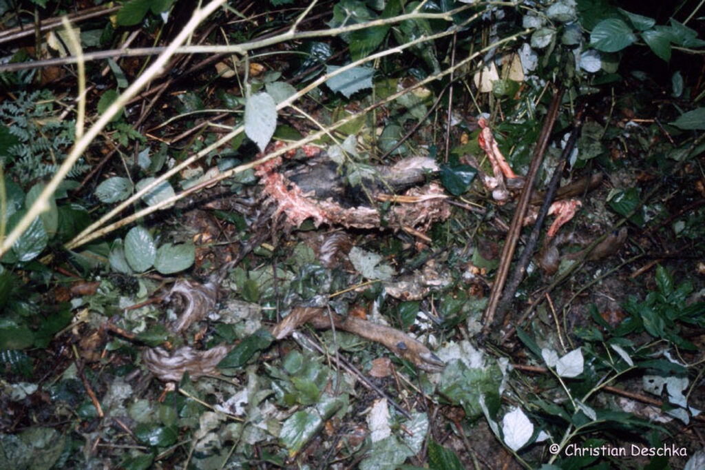 028_Luchs.jpg 028_Luchs