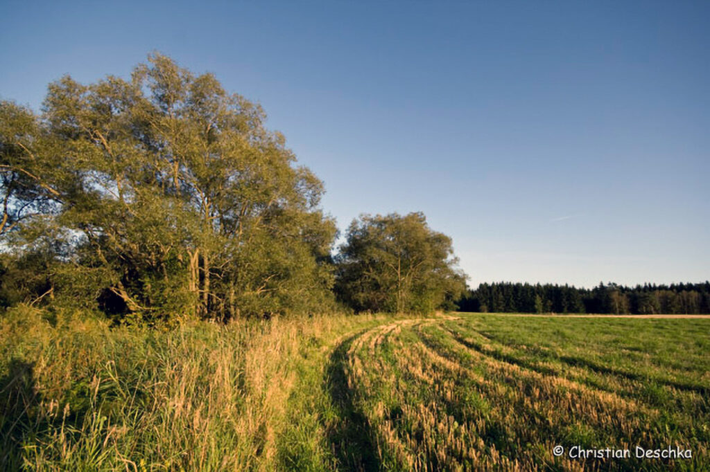 028_Maltsch.jpg 028_Maltsch