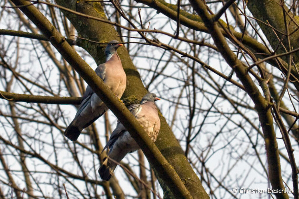 028_Wildtauben