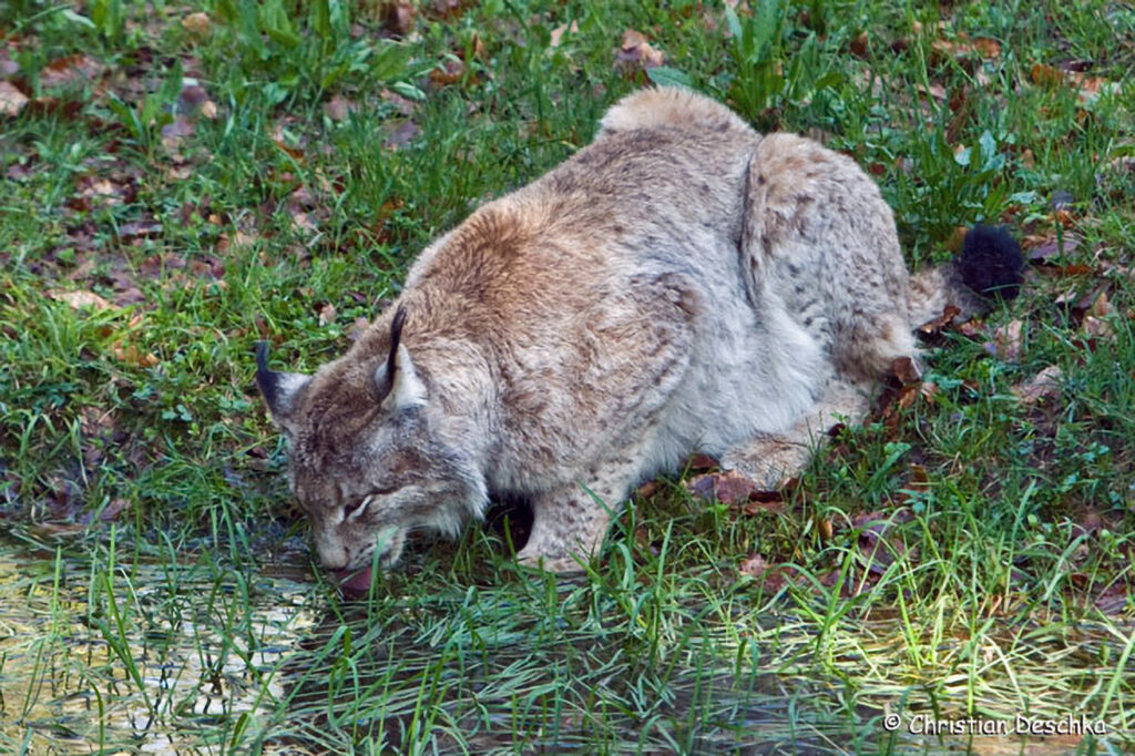 029_Luchs