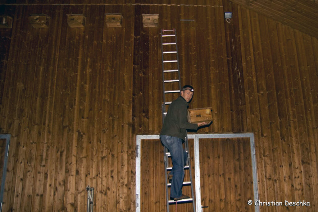 029_Mauerseglerprojekt