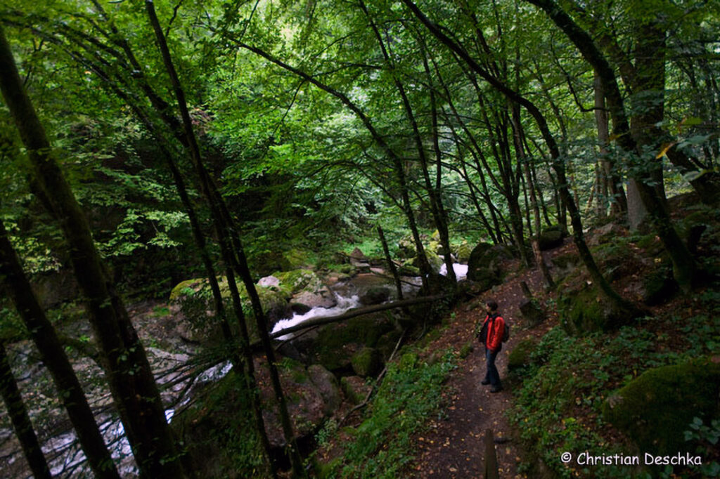 029_Naturschutzgebiet-Pesenbachtal