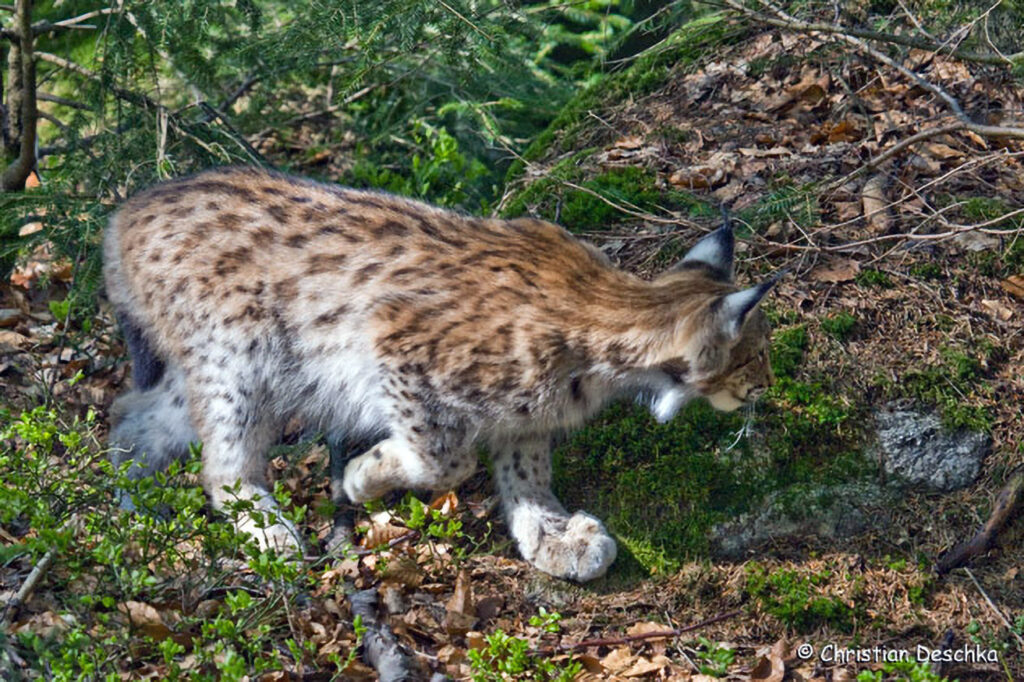 030_Luchs.jpg 030_Luchs