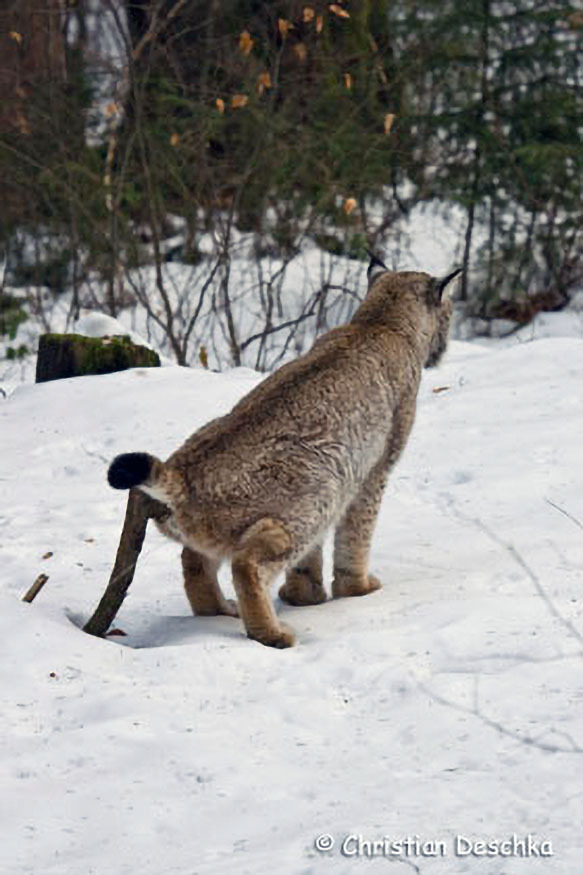 031_Luchs.jpg 031_Luchs