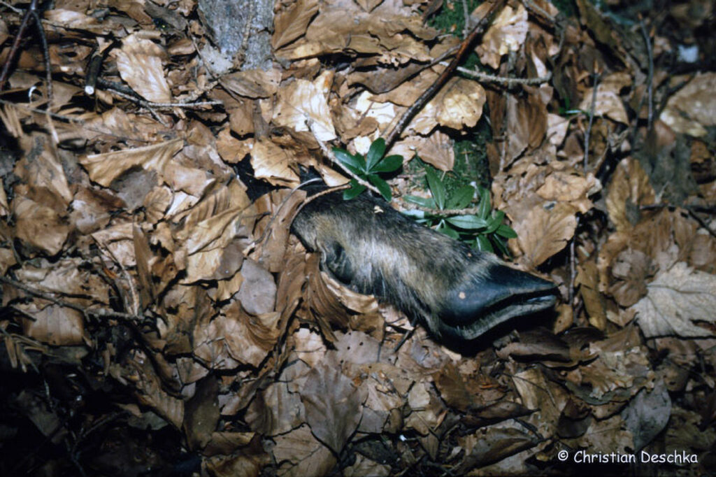 031_Tierspuren-Fotos.jpg 031_Tierspuren-Fotos