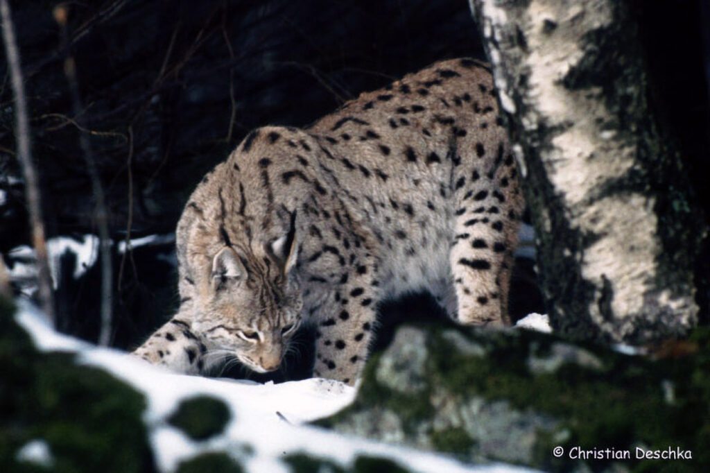 032_Luchs.jpg 032_Luchs