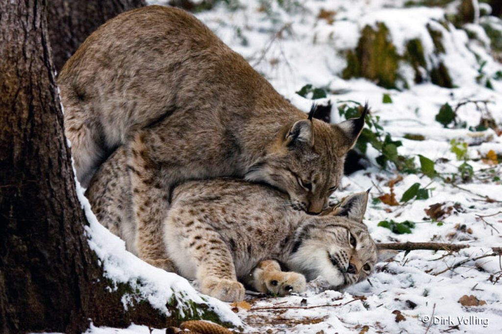 034_Luchs.jpg 034_Luchs