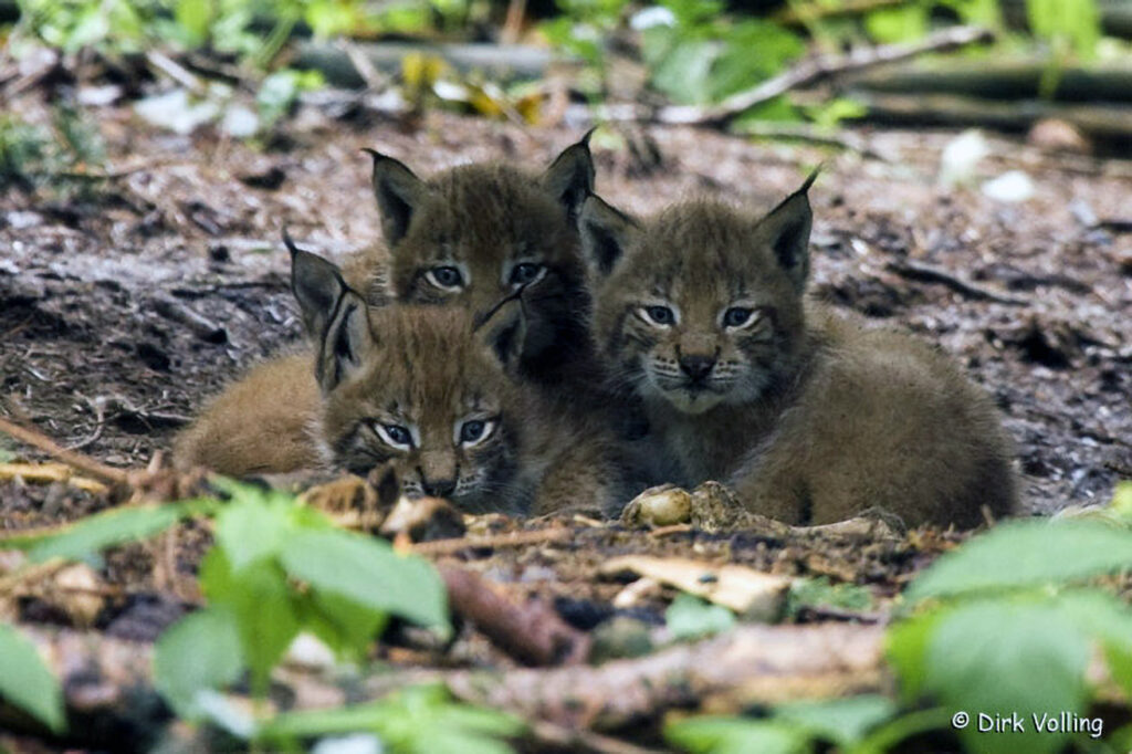 035_Luchs.jpg 035_Luchs
