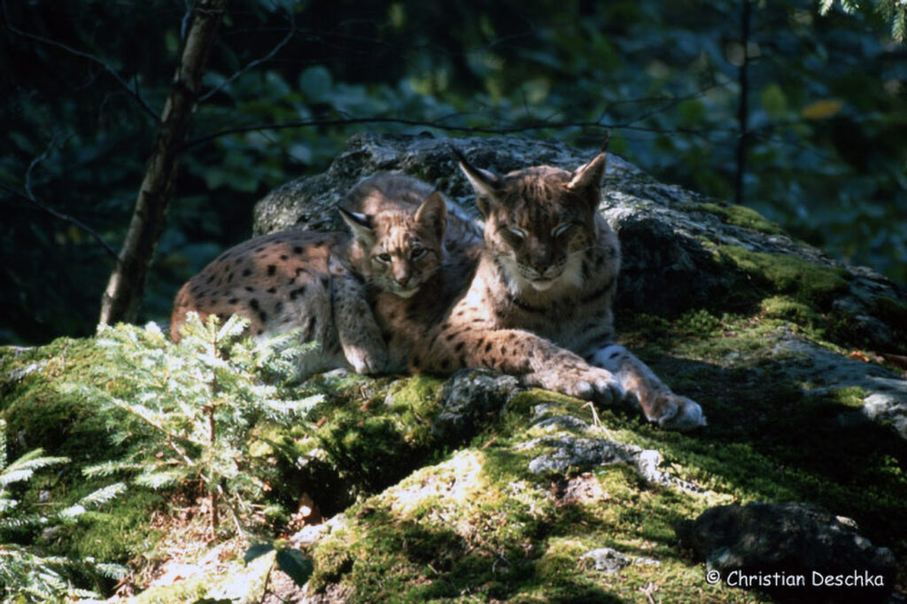 036_Luchs.jpg 036_Luchs