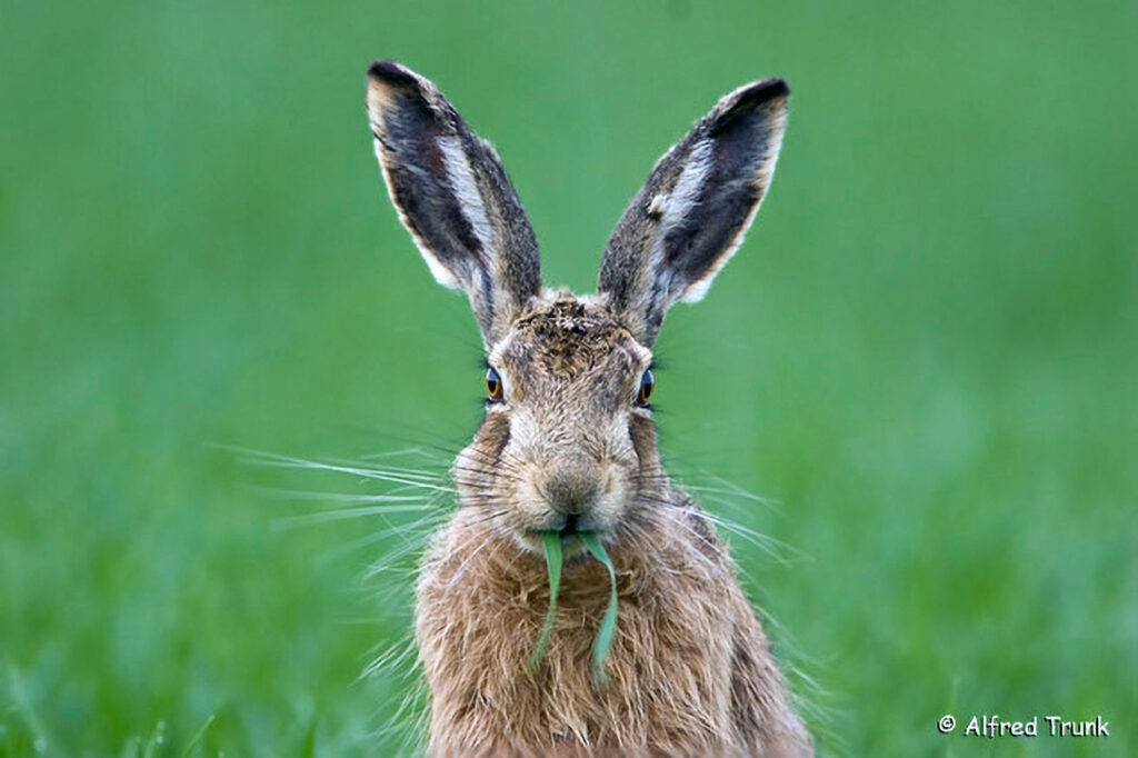 037_Feldhase.jpg Feldhase, Lepus europaeus, rabbit