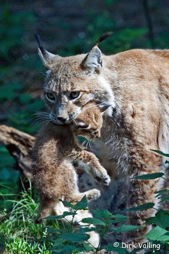 037_Luchs.jpg 037_Luchs