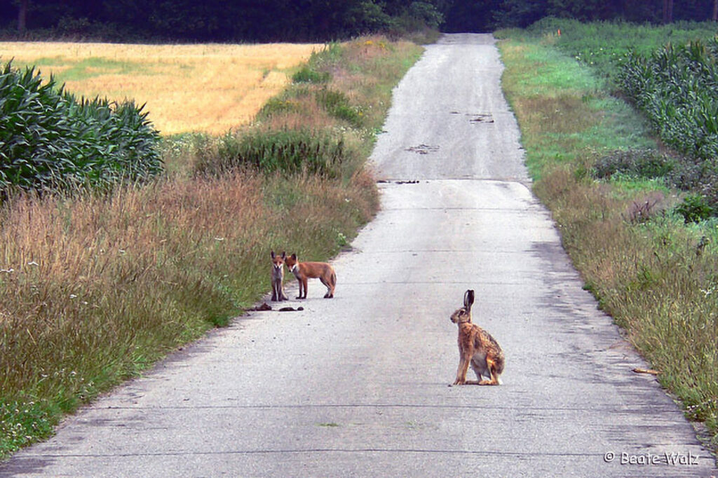 037_Rotfuchs.jpg 037_Rotfuchs
