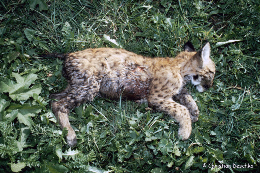 039_Luchs.jpg 039_Luchs
