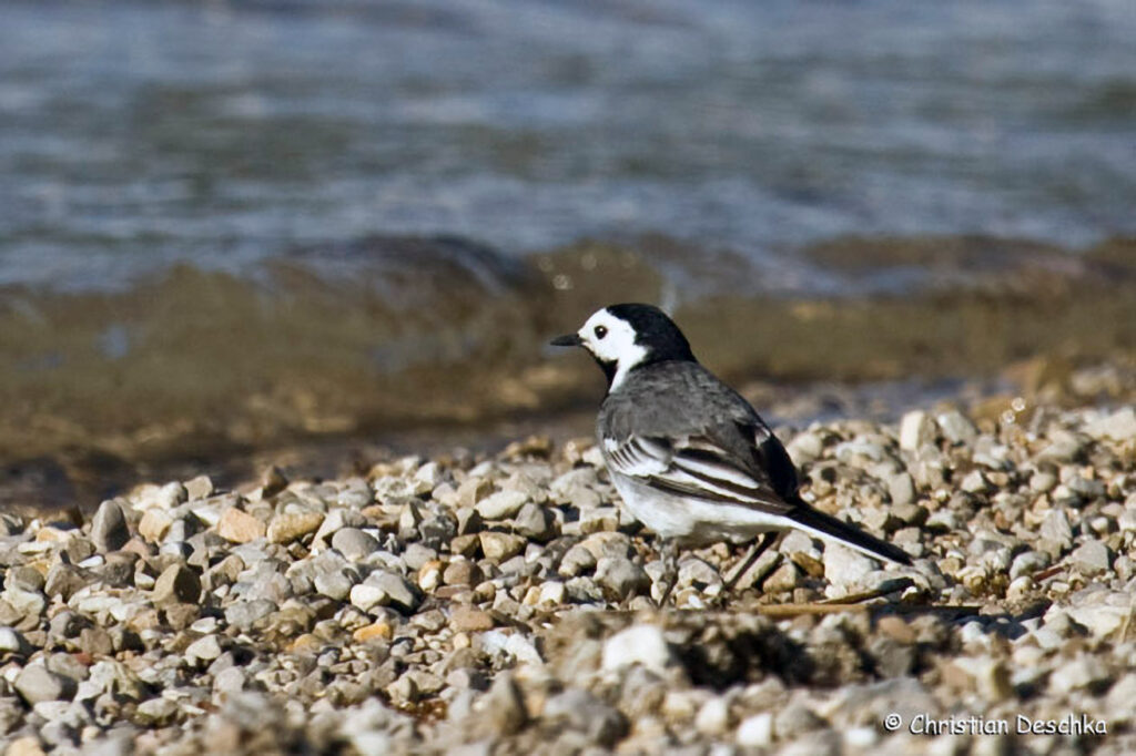 040_Voegel-an-Gebaeuden