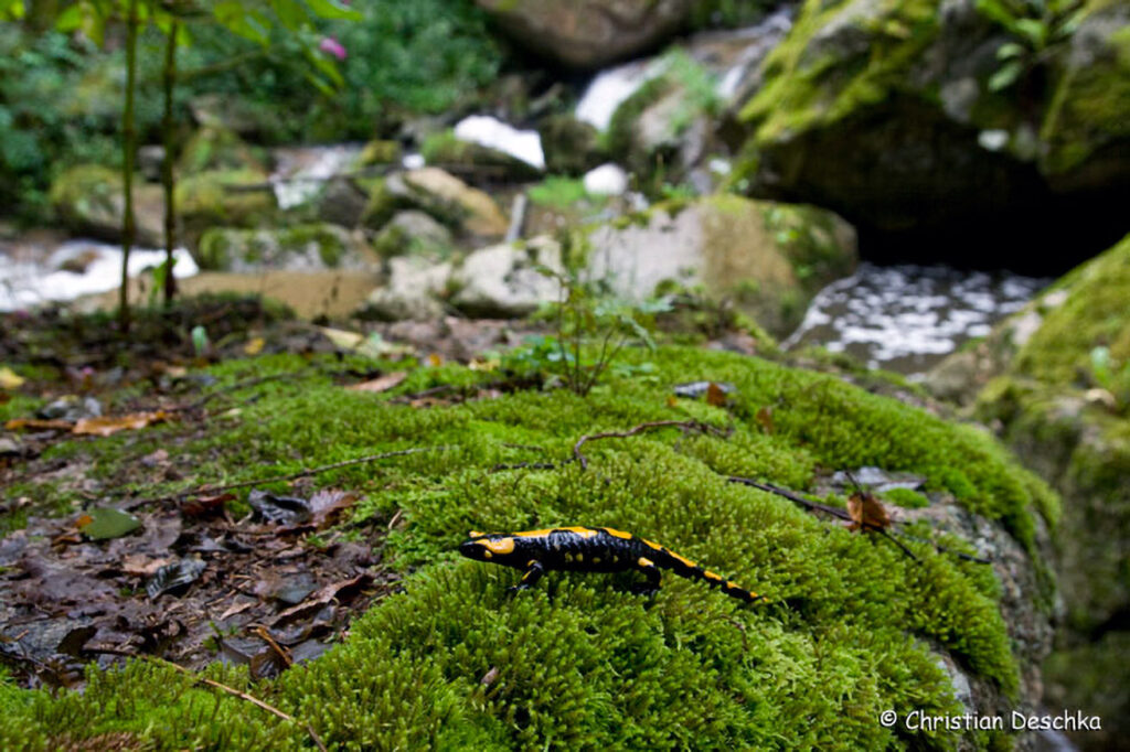 041_Naturschutzgebiet-Pesenbachtal.jpg 041_Naturschutzgebiet-Pesenbachtal