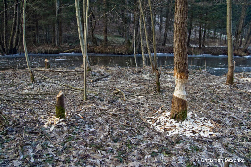 041_Tierspuren-Fotos.jpg 041_Tierspuren-Fotos