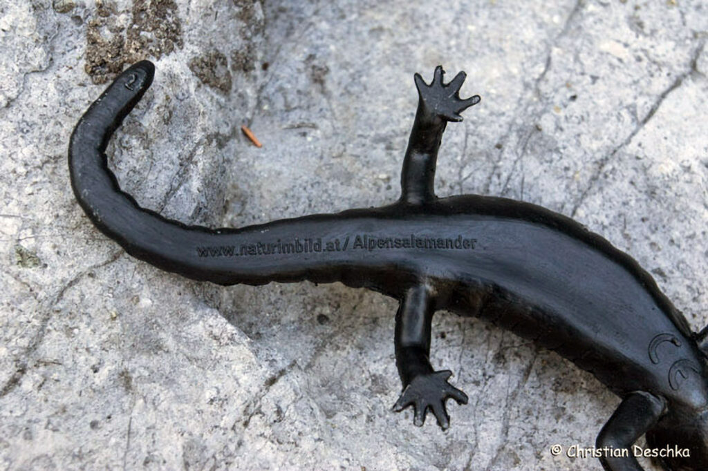 044_Alpensalamander