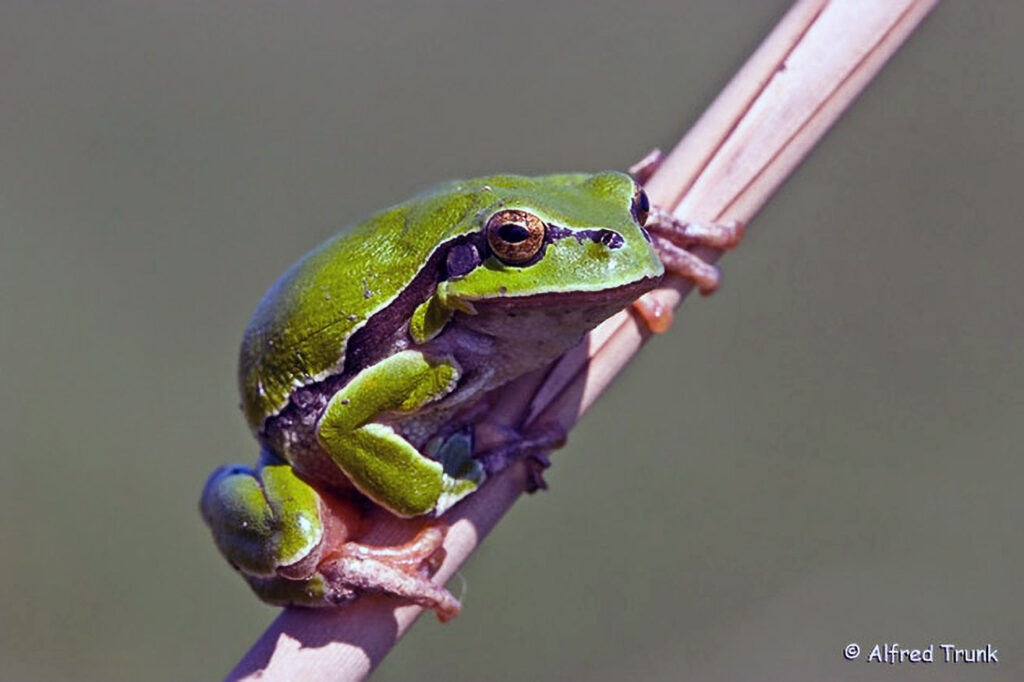 Laubfrosch europ., Hyla arborea, Common Tree Frog