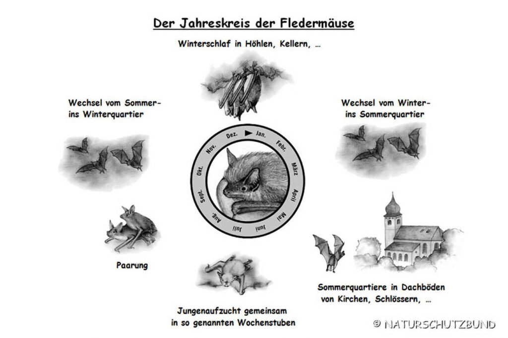 044_Fledermaeuse.jpg 044_Fledermaeuse