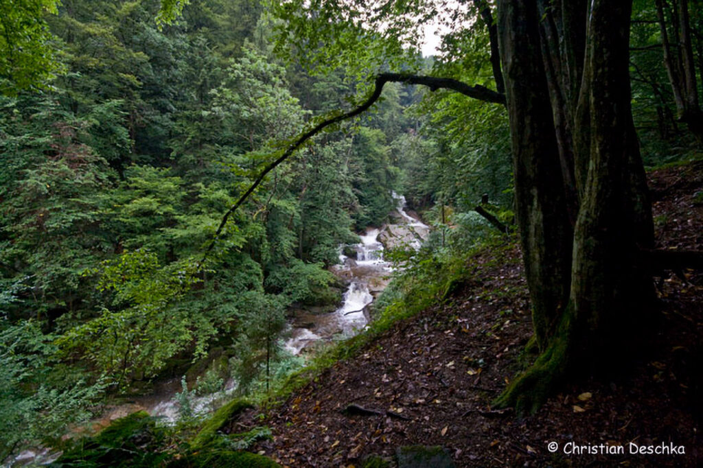 044_Naturschutzgebiet-Pesenbachtal
