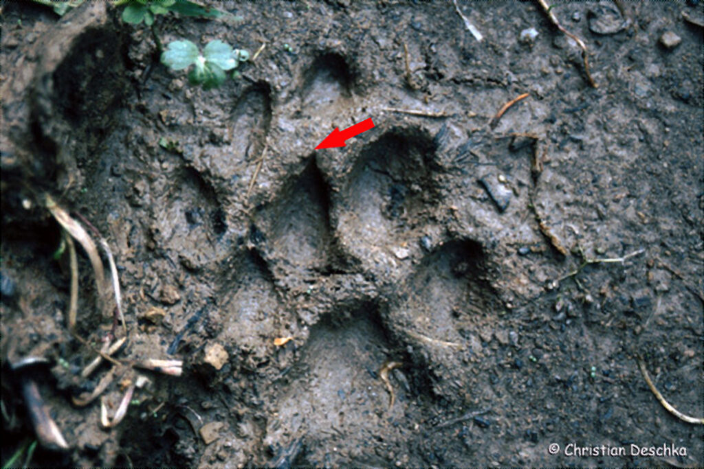 045_Luchs.jpg 045_Luchs