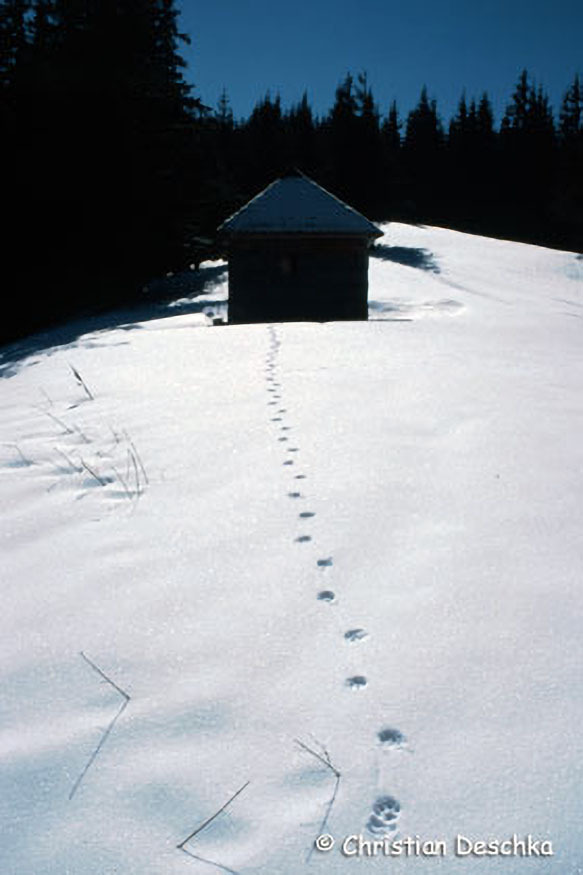 049_Luchs.jpg 049_Luchs