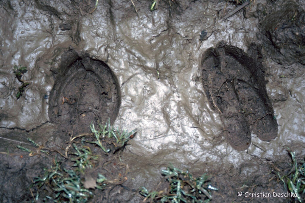051_Tierspuren-Fotos.jpg 051_Tierspuren-Fotos