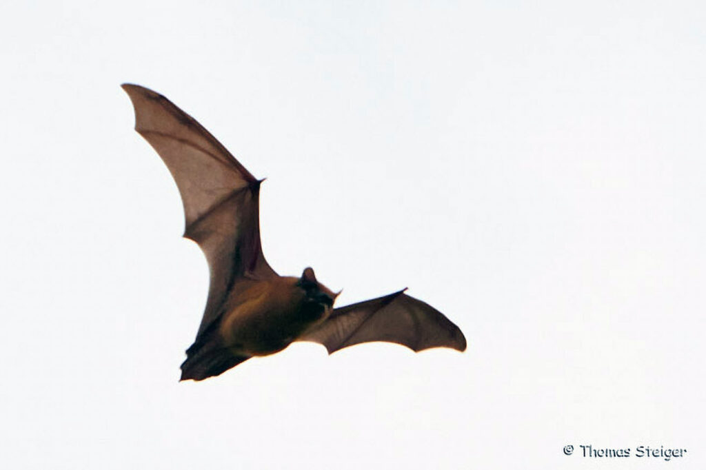 052_Fledermaeuse.jpg Nyctalus noctula