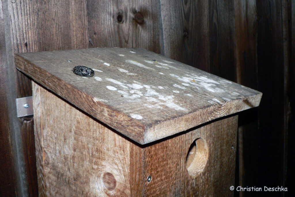 054_Greifvoegel.jpg 054_Greifvoegel