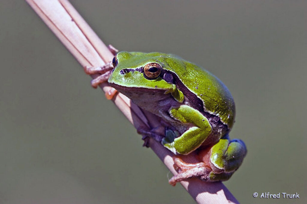 056_Aktiv-werden.jpg Laubfrosch europ., Hyla arborea, Common Tree Frog