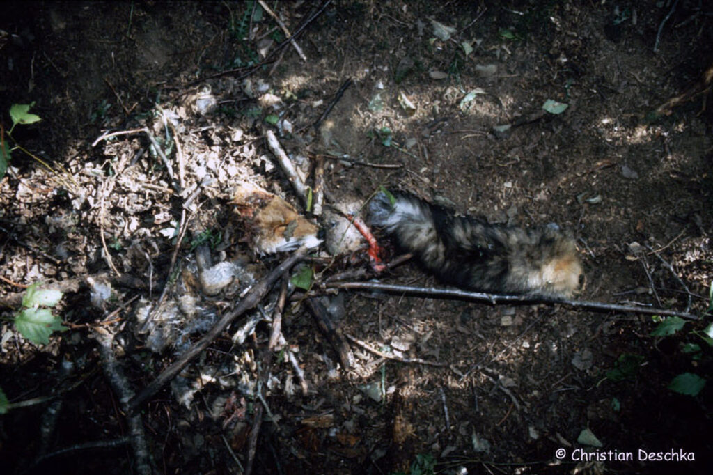 056_Luchs.jpg 056_Luchs