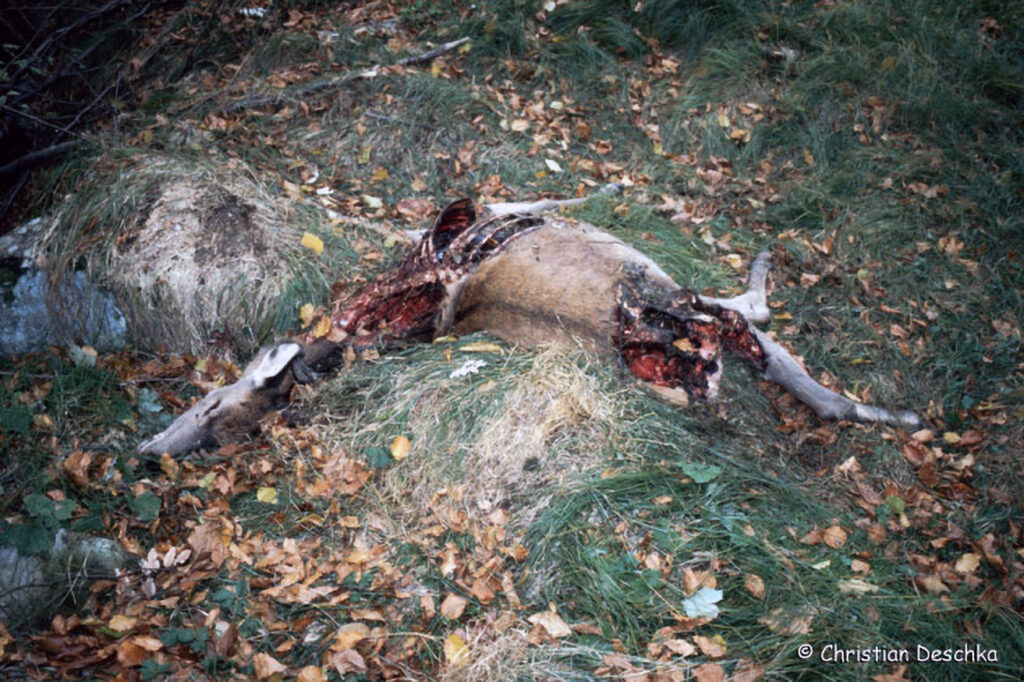 057_Luchs.jpg 057_Luchs