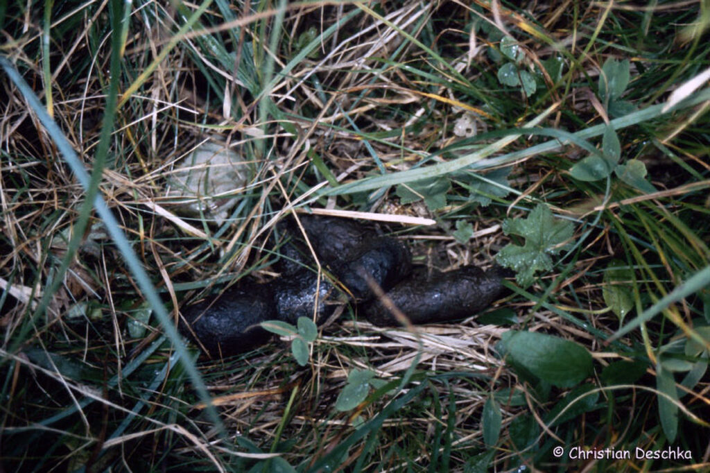 058_Luchs.jpg 058_Luchs
