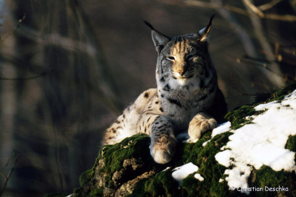061_Luchs.jpg 061_Luchs