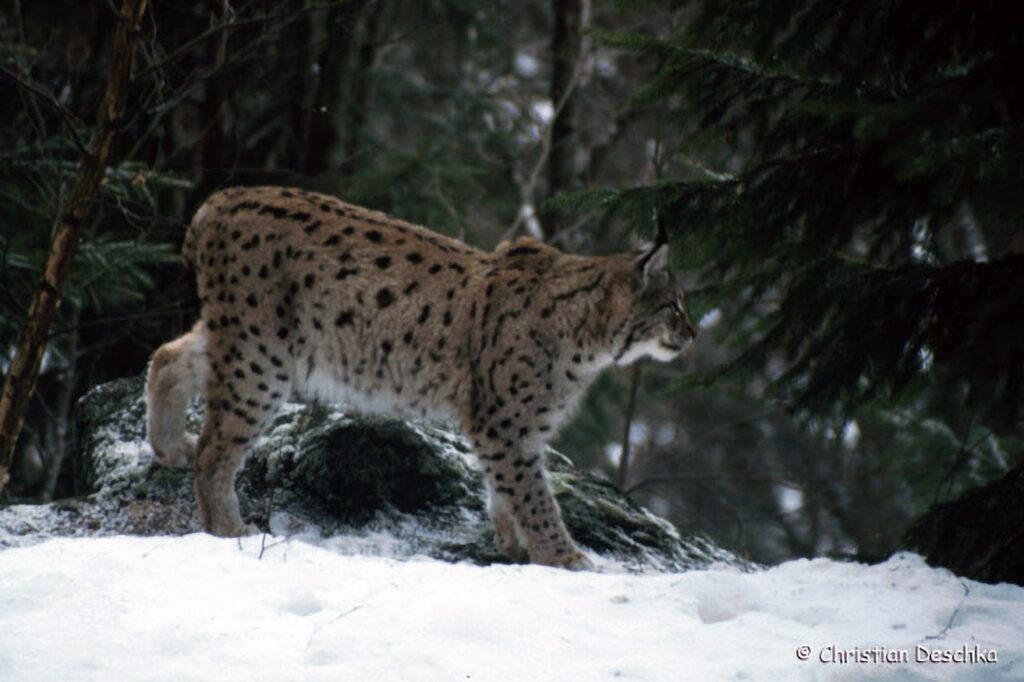 062_Luchs.jpg 062_Luchs