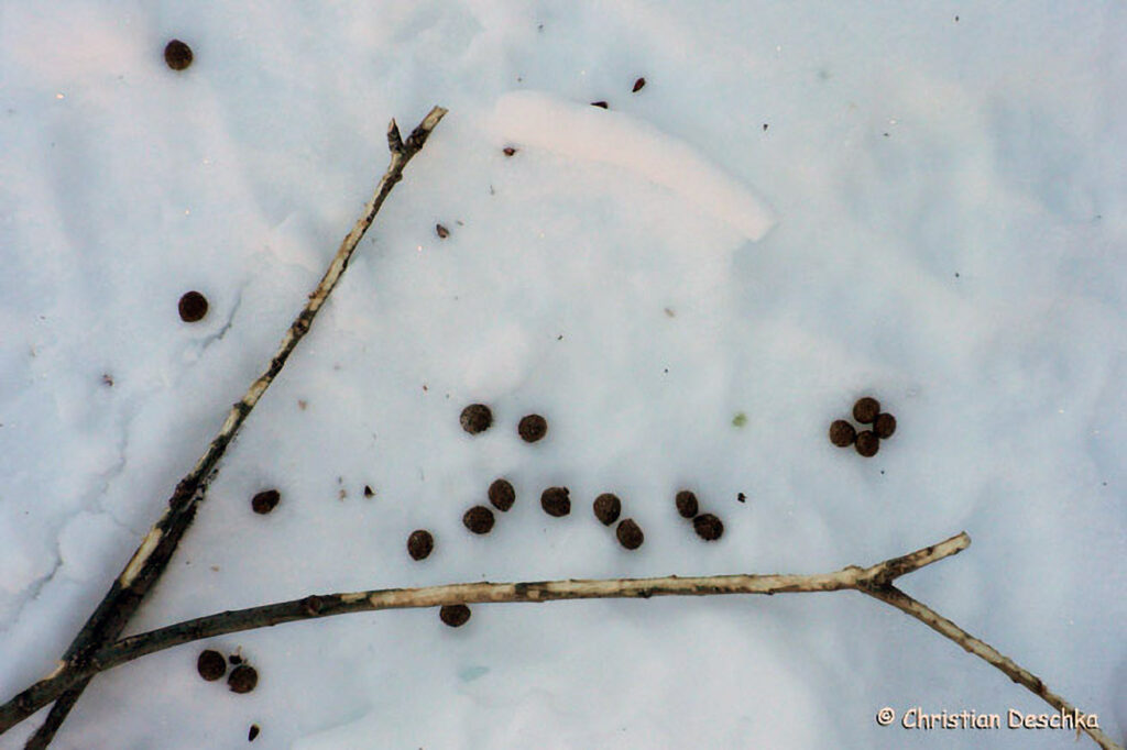 064_Tierspuren-Fotos