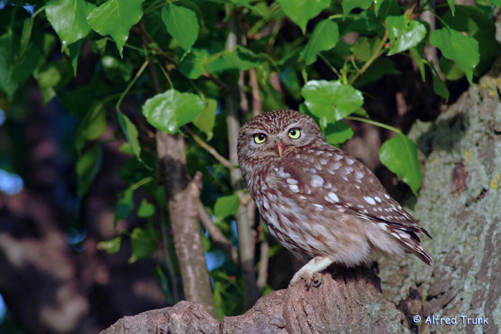 068_Aktiv-werden.jpg Steinkauz, Athene noctua, Little Owl