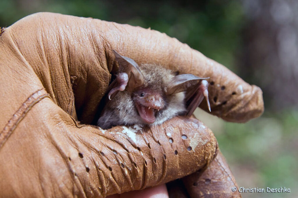 074_Fledermausprojekt