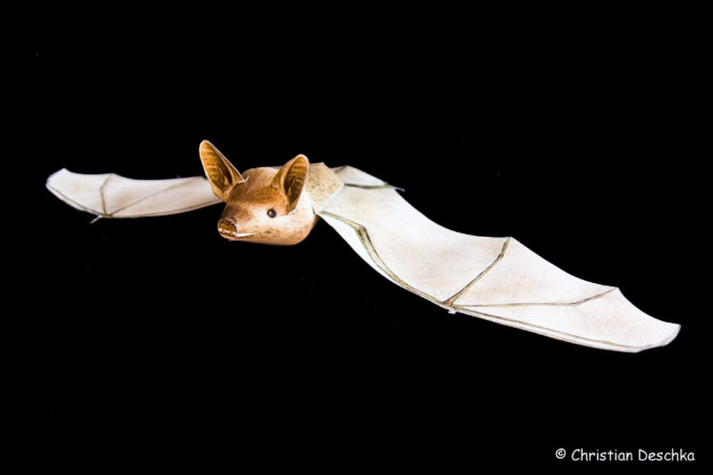 081_Fledermausprojekt